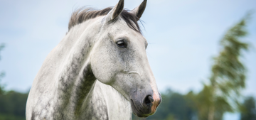 Bringing Your Horse Back Into Work: Nutrition & Recovery Tips