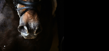 Strangles: What Every Horse Owner Should Know